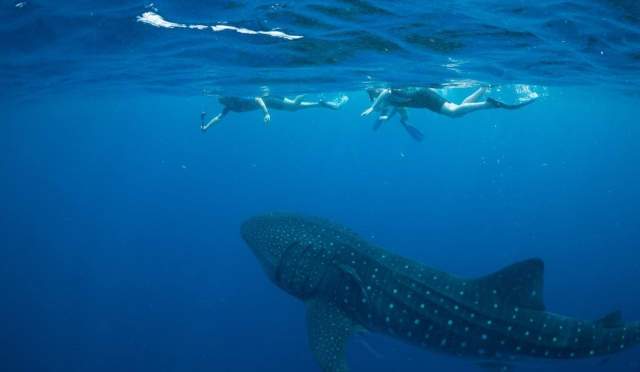  在鲸鲨附近游泳 