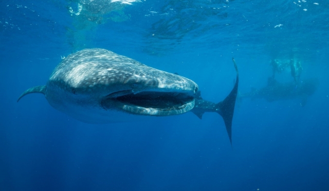  了解这个伟大的物种 
