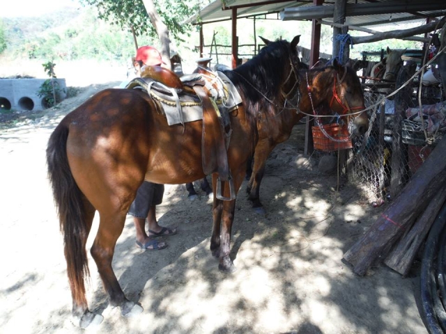  Passeggiate a cavallo 