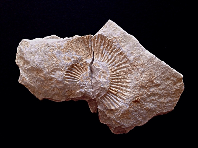 ammonite 969190 960 720