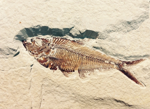 fossil 514980 960 720