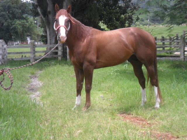 Nuestros caballos