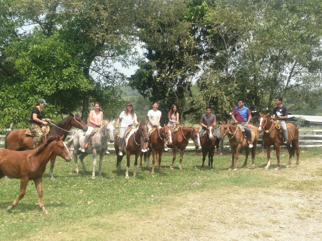  up to 11 horses 