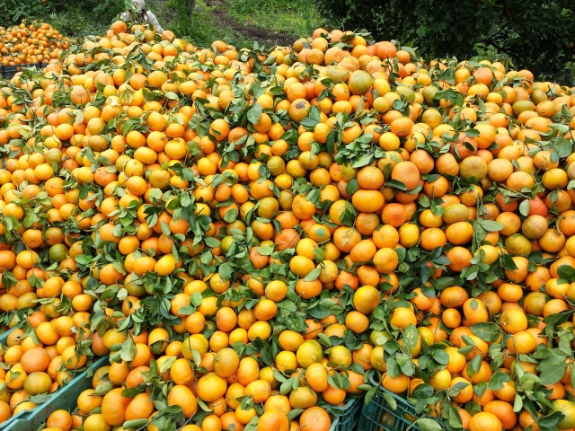  We grow organic orange 