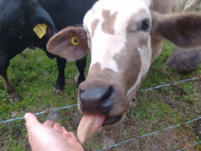  Learn to milk 