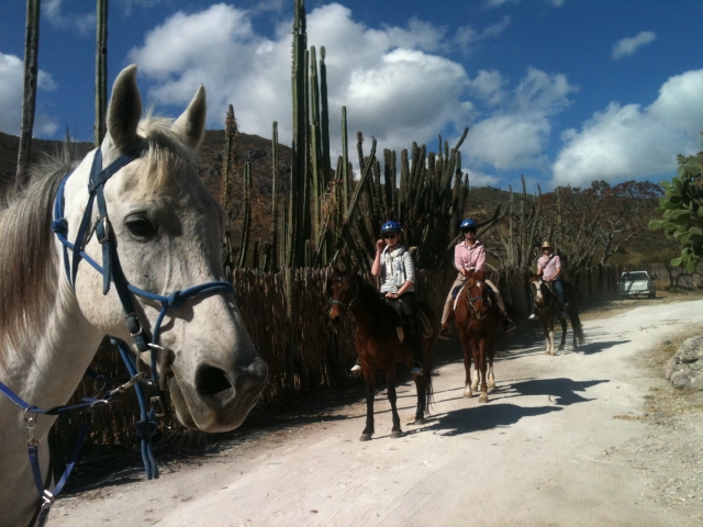  Passeggiate a cavallo su tutti i tipi di terreno 