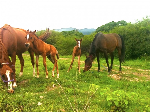  Conosci i nostri cavalli 