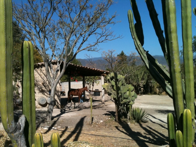  Passeggiata nel ranch 