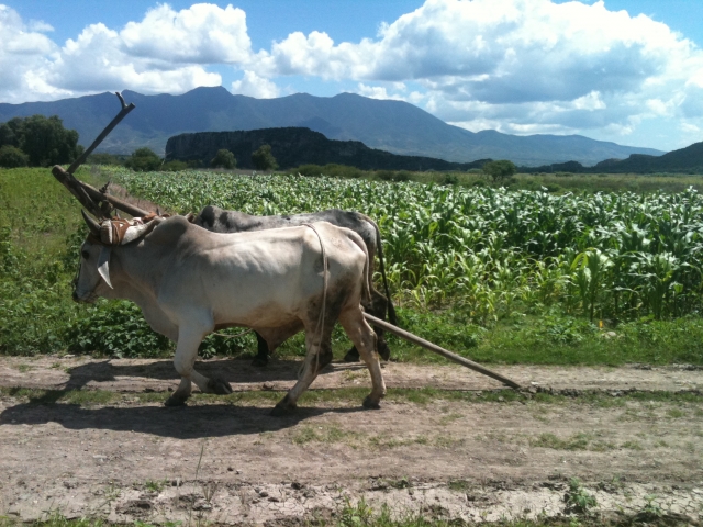  Scopri le sue colture 