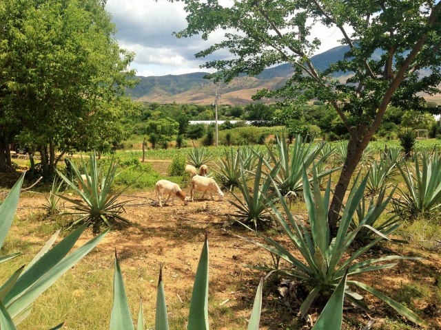 Scopri ogni angolo di Oaxaca 