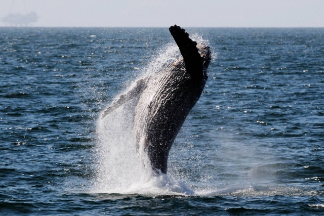  Ballena cinza visitando no mar de Cortez 