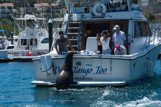  Conheça as espécies marinhas 