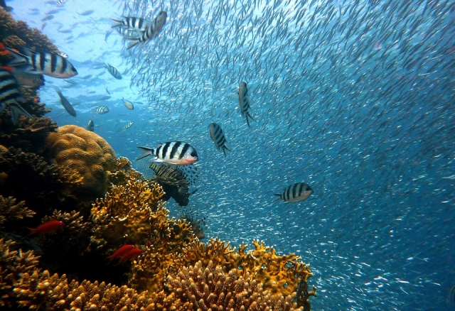 e-19735030-fish-378286-960-72014749888255069.jpg