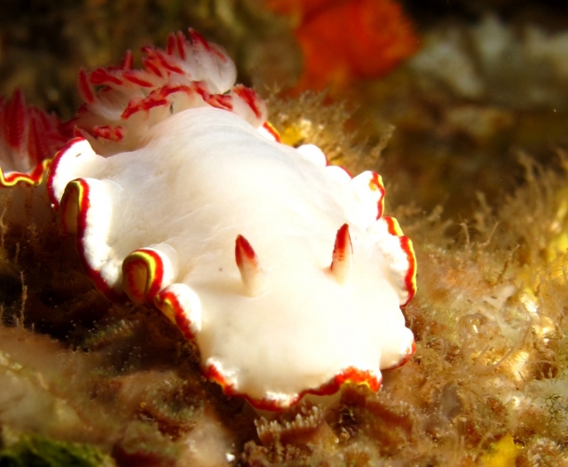  Learn about marine species 