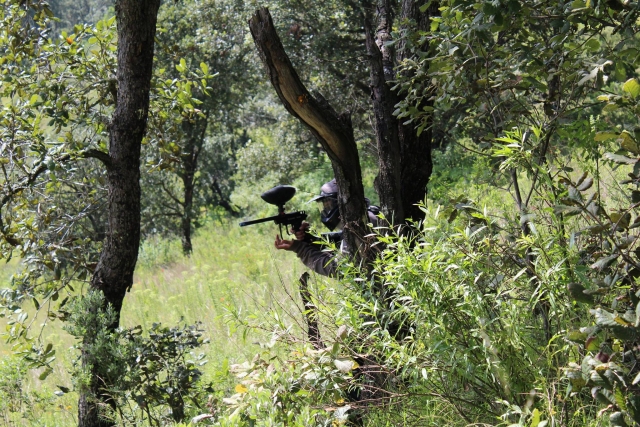 Refugio en los árboles 