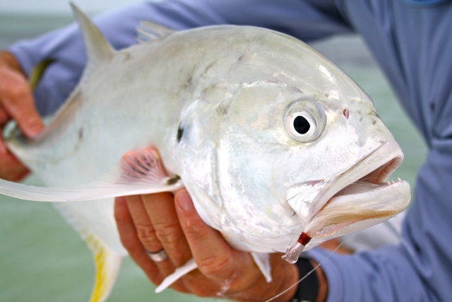 Pesca profesional