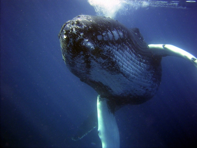 Conoce esta especie