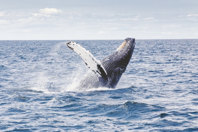 Acercate a las ballenas 