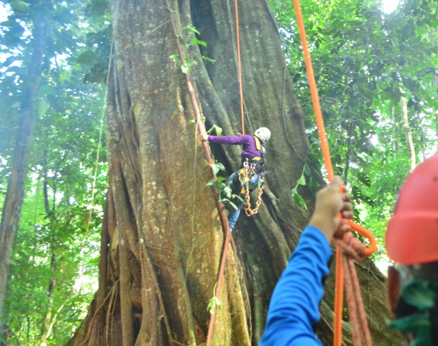 Sube por el arbol 