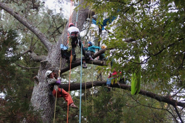 Trpa por los arboles 
