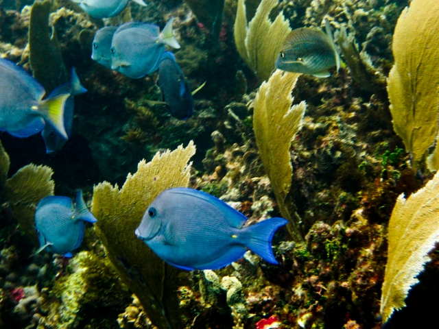  Fische in ihrem Lebensraum 