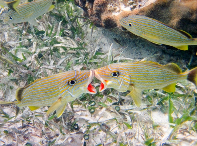  Sprechende Fische 