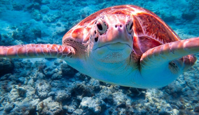 The visiting turtles 