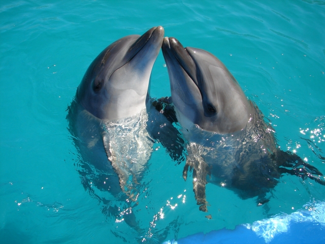  Nado com Delfines 
