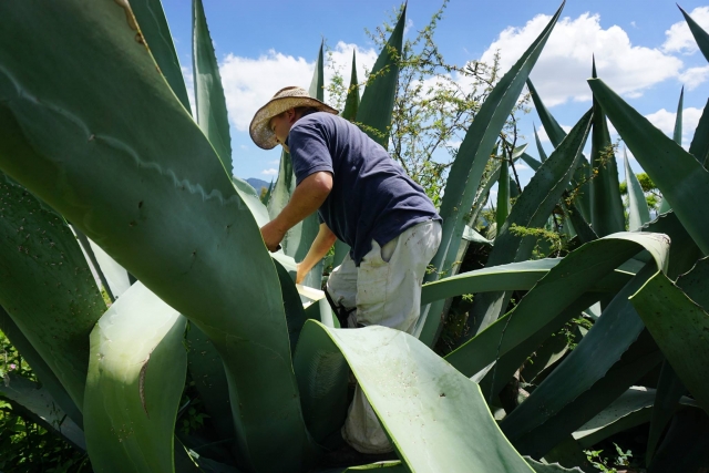  Honey water for pulque 