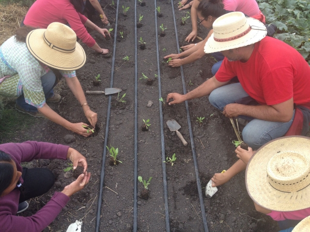  Cultivating 