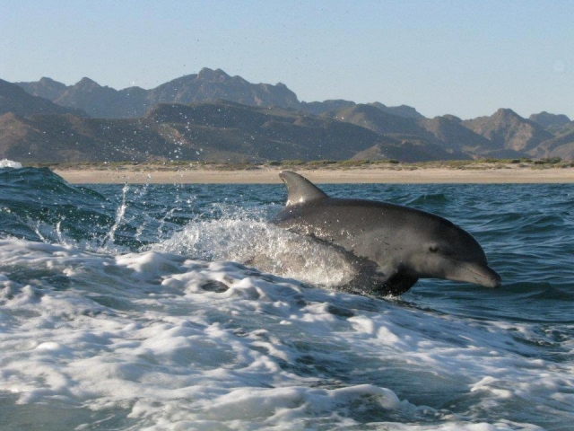  Discovering the Gulf of California 