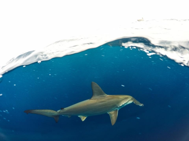 浮潜锤头鲨 