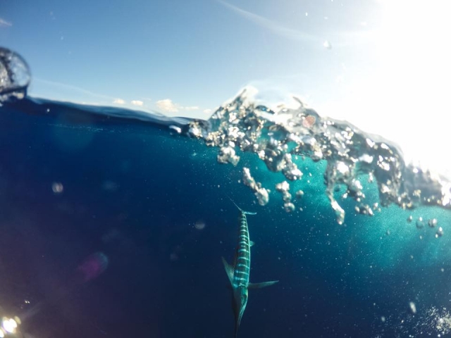 Swordfish in sight 