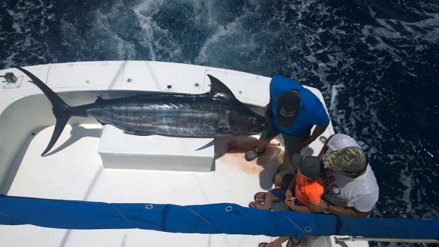  Swordfish -99 9- In ecological fishing 