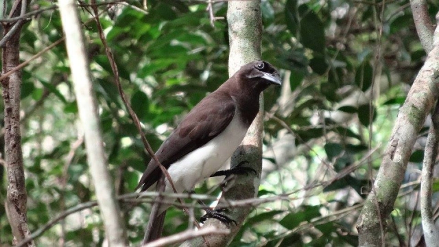 El ave negra maya