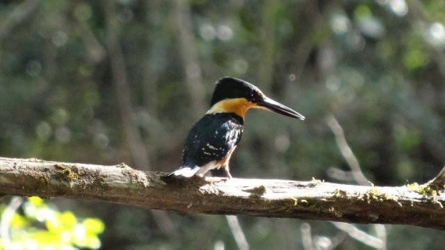 Pájaro de pico largo
