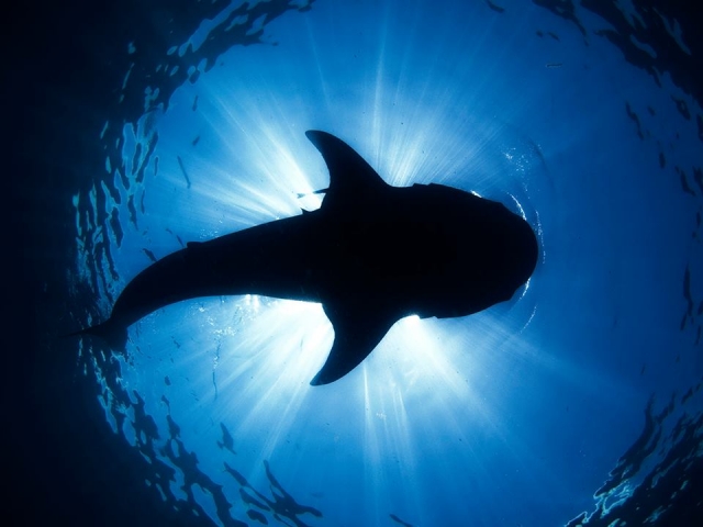 Look at them from below 
