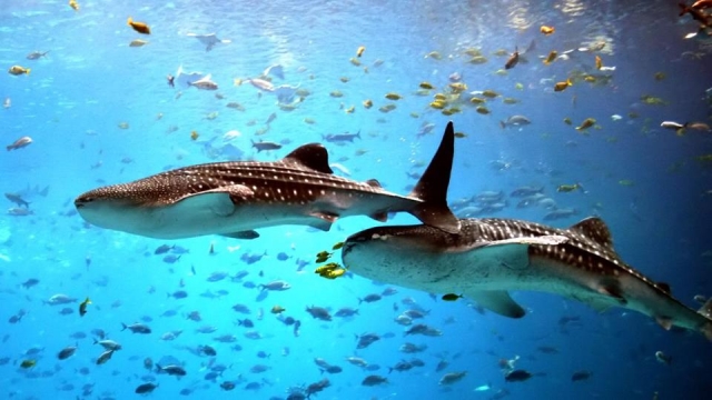  Whale shark with remoras