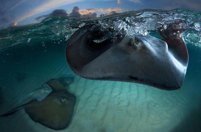  See the manta rays 