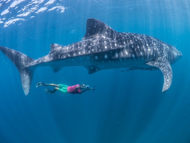 Be a remora 
