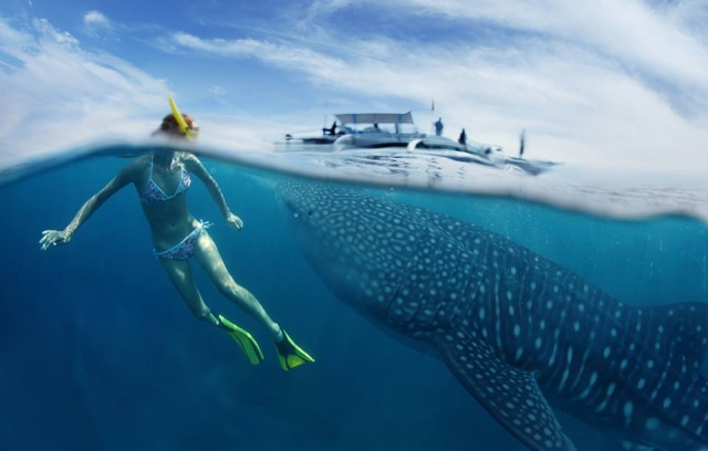 Fai snorkeling con gli squali balena 