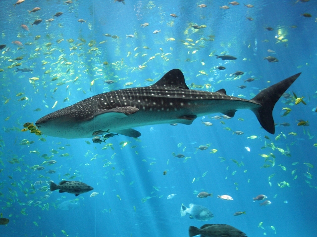 Le plus gros poisson du monde 