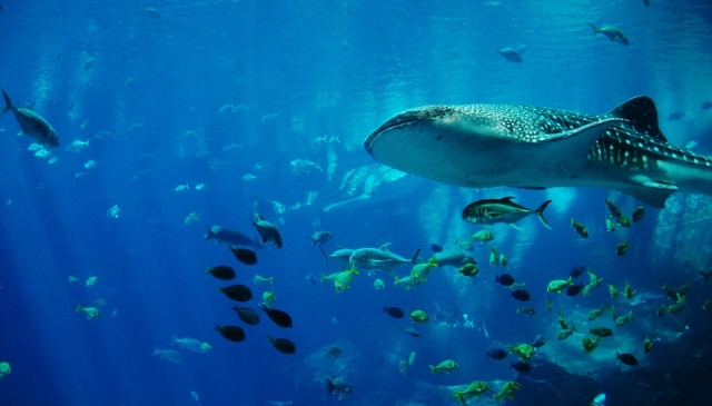  Poisson du paradis