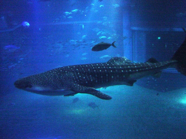  Vue avec le requin baleine 