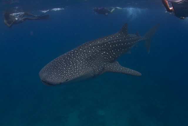  Watching the whale shark 