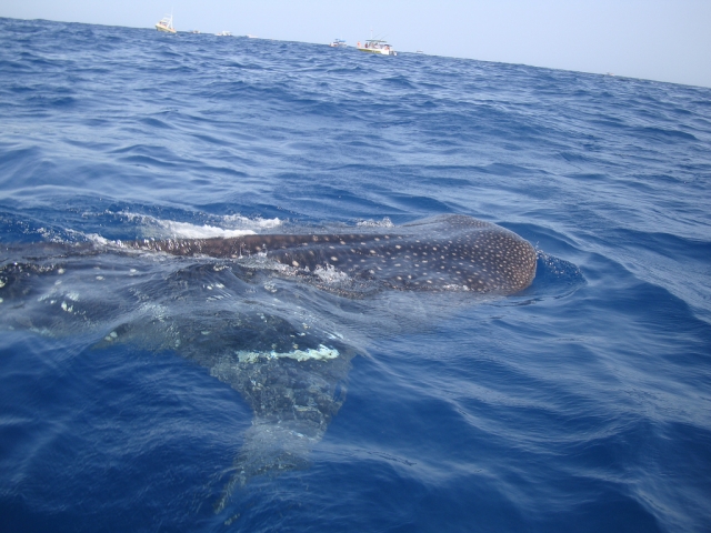 Meet the whale shark in cove 