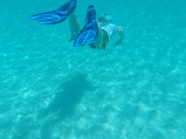  We jumped into the sea to meet the whale shark 