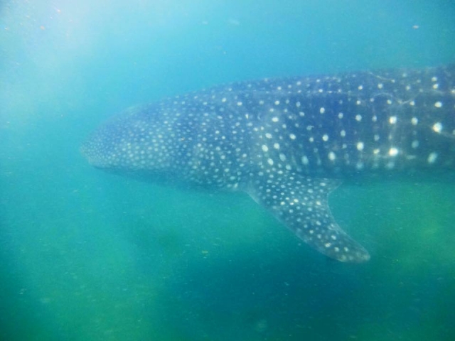  Schwimmen mit der Walhai