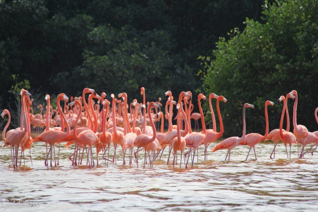  Flamingos of Celestun 