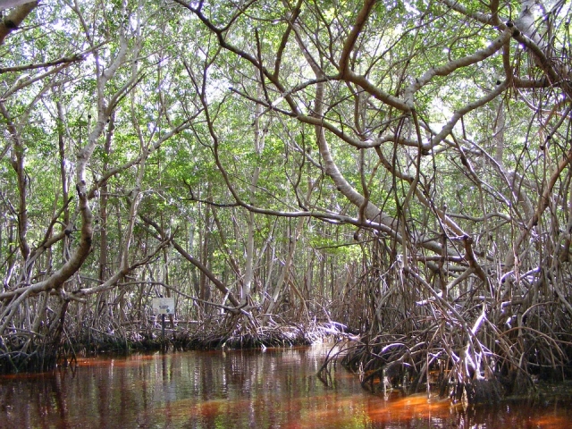 Vegetation of Celestun 